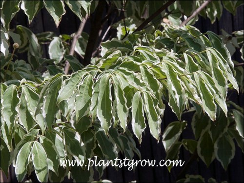 The white edged leaves tend to curl.